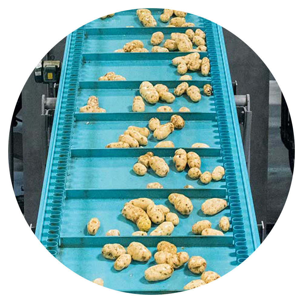 Potatoes on conveyor belt in a McCain Foods production plant