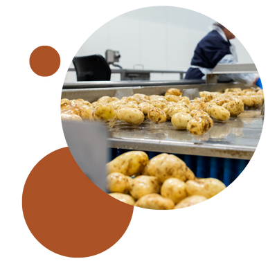 Potatoes on food production line